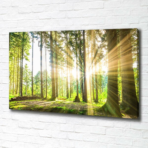 Canvas wall art Forest in the sun