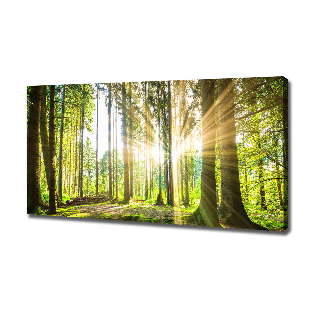 Canvas wall art Forest in the sun