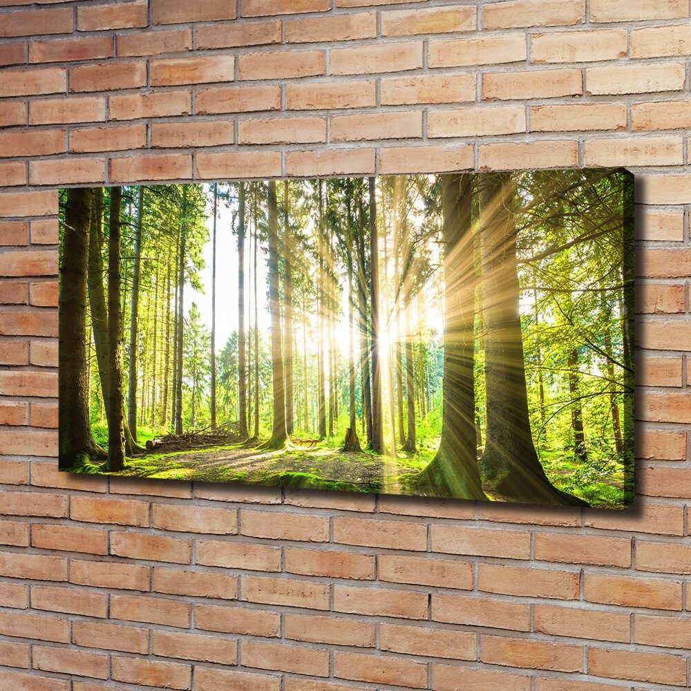 Canvas wall art Forest in the sun