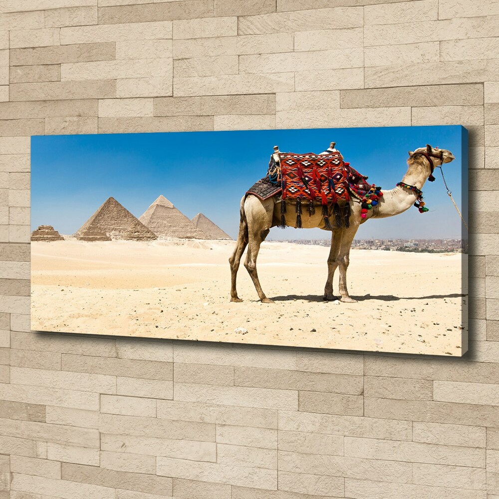 Canvas wall art A camel in Cairo