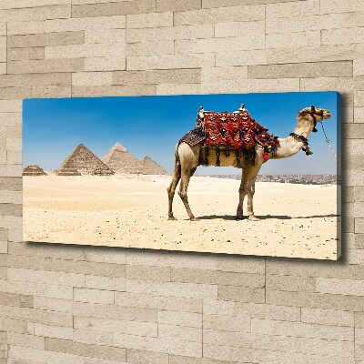 Canvas wall art A camel in Cairo