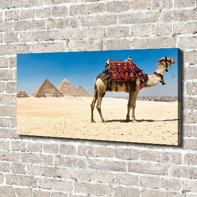 Canvas wall art A camel in Cairo