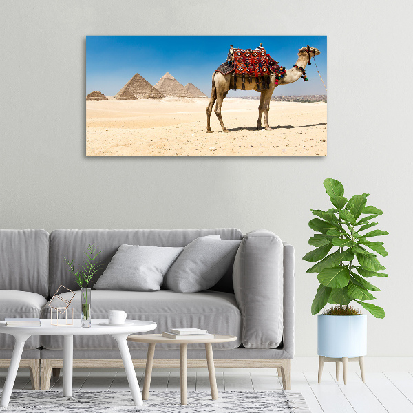 Canvas wall art A camel in Cairo