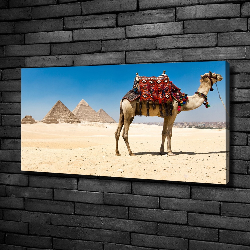 Canvas wall art A camel in Cairo