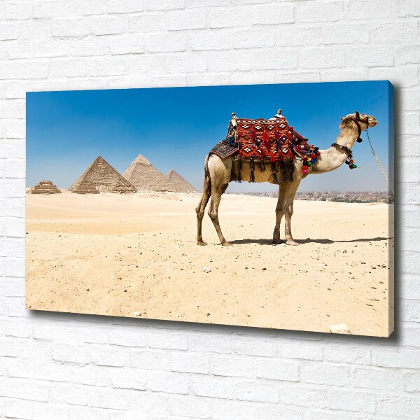 Canvas wall art A camel in Cairo