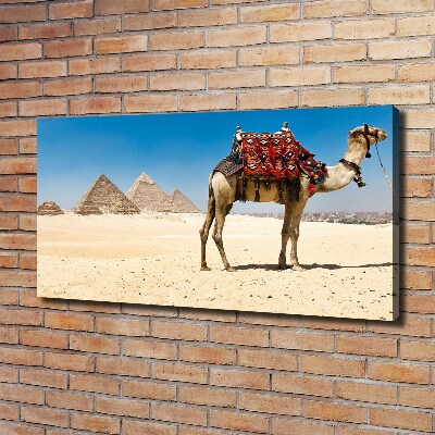 Canvas wall art A camel in Cairo