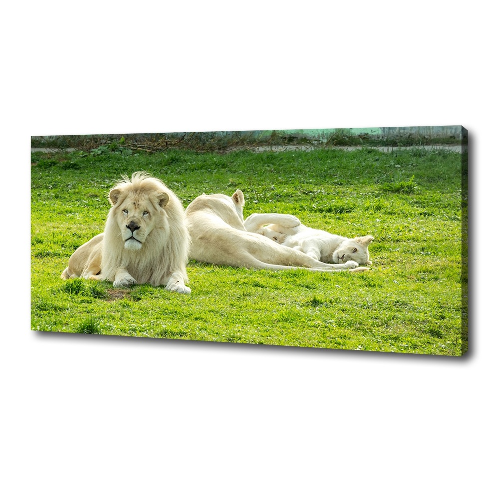 Canvas wall art Beige lions