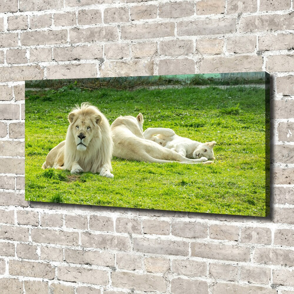 Canvas wall art Beige lions