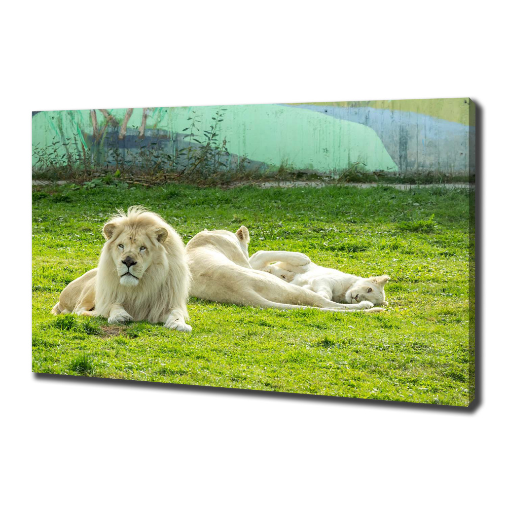 Canvas wall art Beige lions