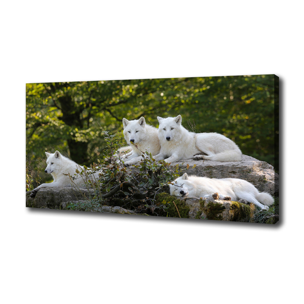 Canvas wall art White wolves rock