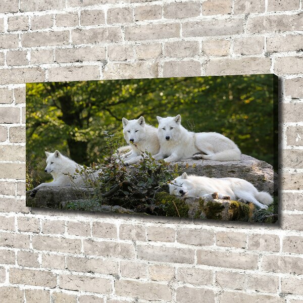 Canvas wall art White wolves rock