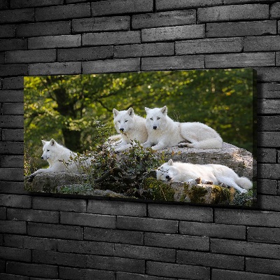 Canvas wall art White wolves rock