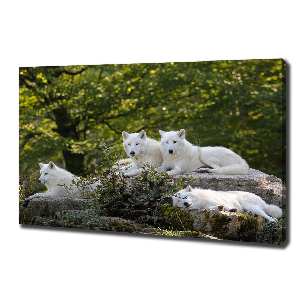 Canvas wall art White wolves rock