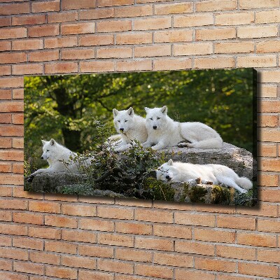 Canvas wall art White wolves rock