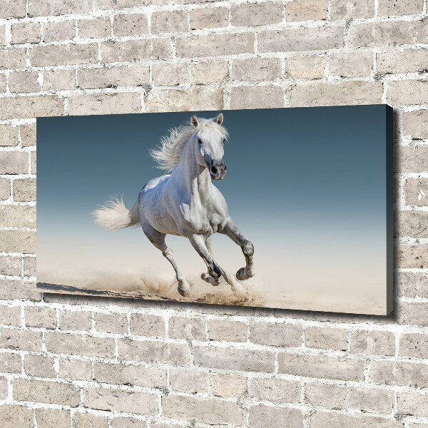 Canvas wall art White horse at a gallop