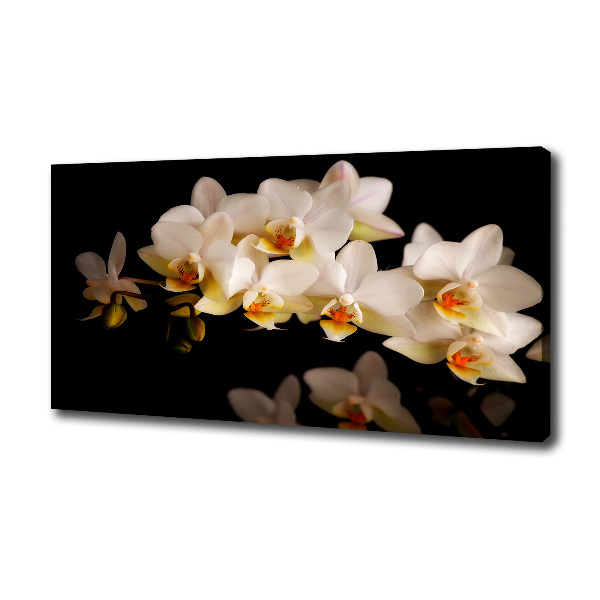 Orchid
