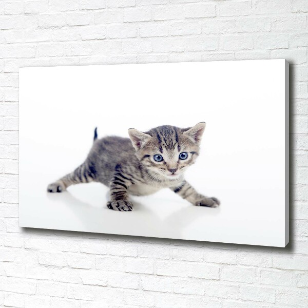 Canvas wall art Small cat