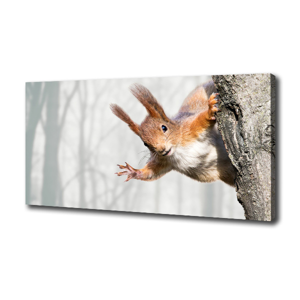 Canvas wall art Squirrel