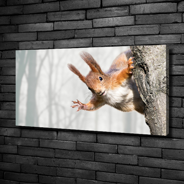 Canvas wall art Squirrel