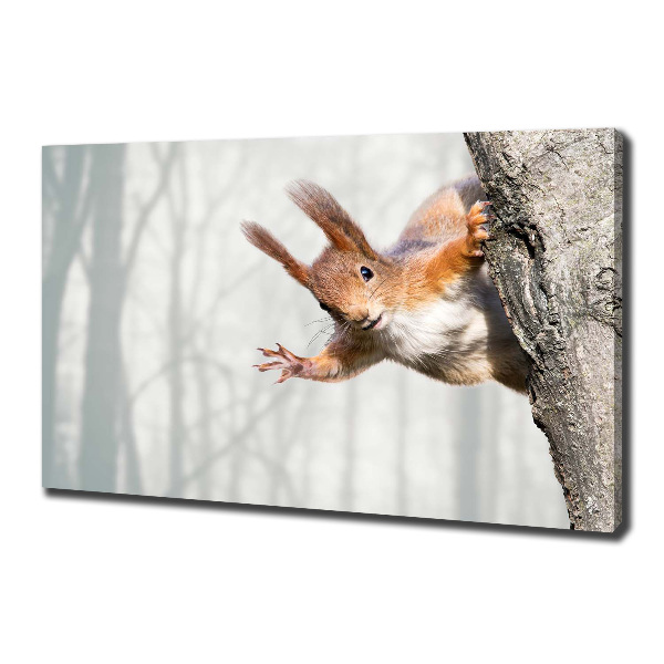 Canvas wall art Squirrel