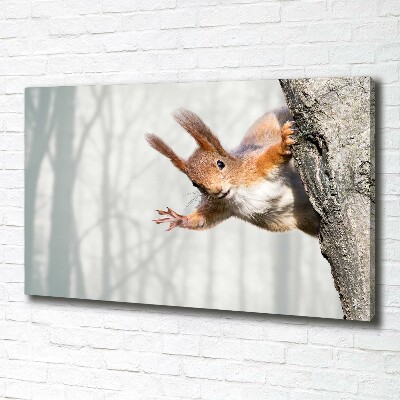 Canvas wall art Squirrel