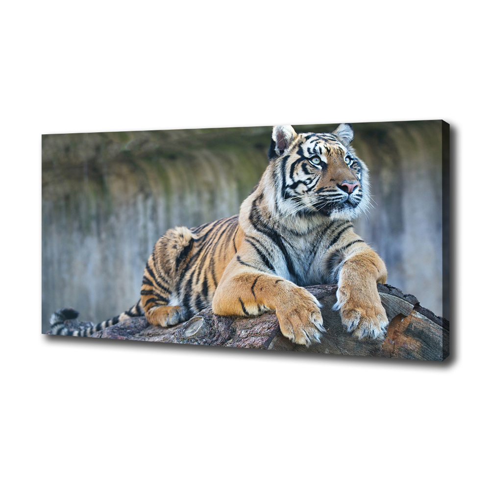 Canvas wall art Tiger