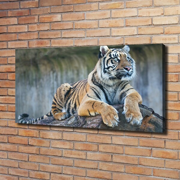 Canvas wall art Tiger