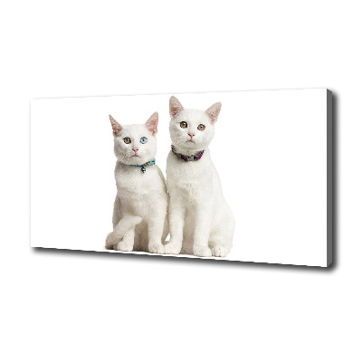 Canvas wall art White cats