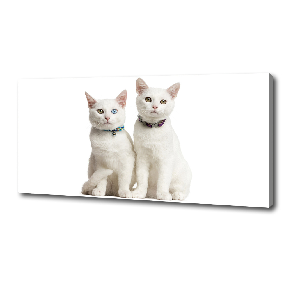 Canvas wall art White cats