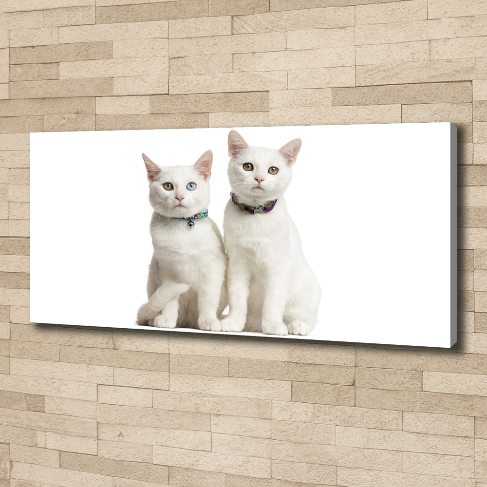 Canvas wall art White cats