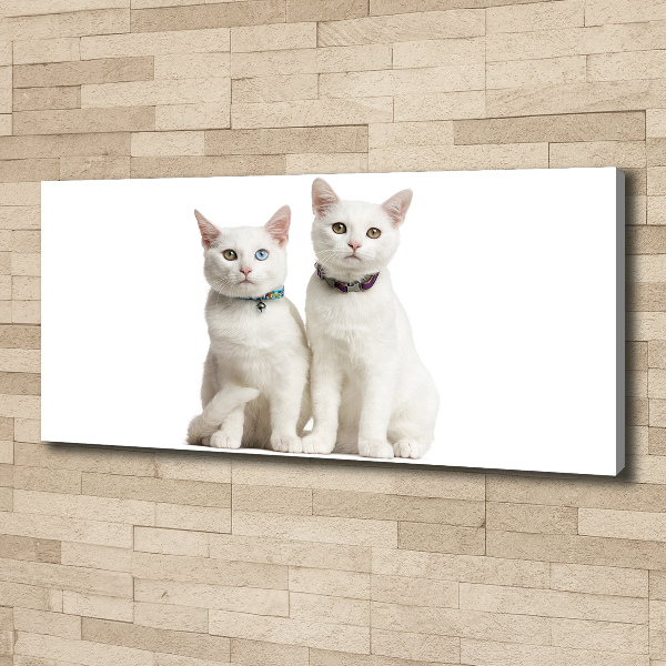 Canvas wall art White cats