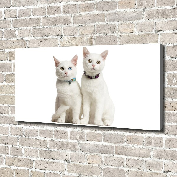 Canvas wall art White cats