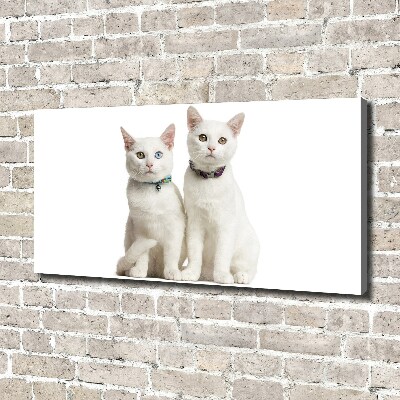 Canvas wall art White cats