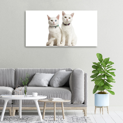 Canvas wall art White cats