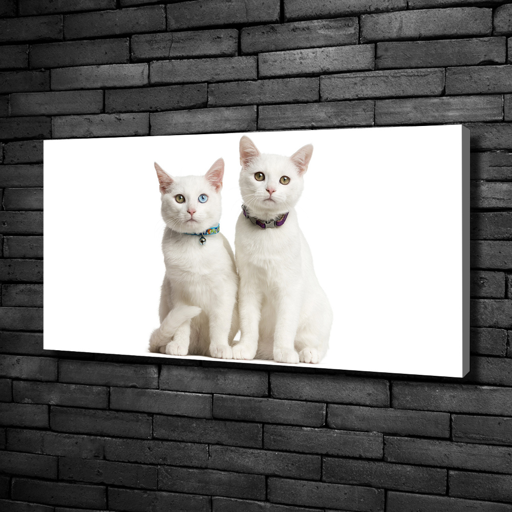 Canvas wall art White cats