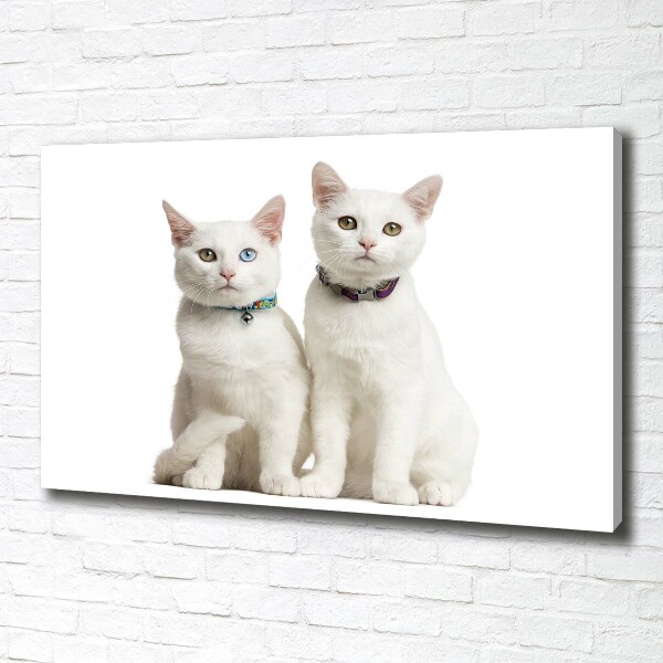 Canvas wall art White cats