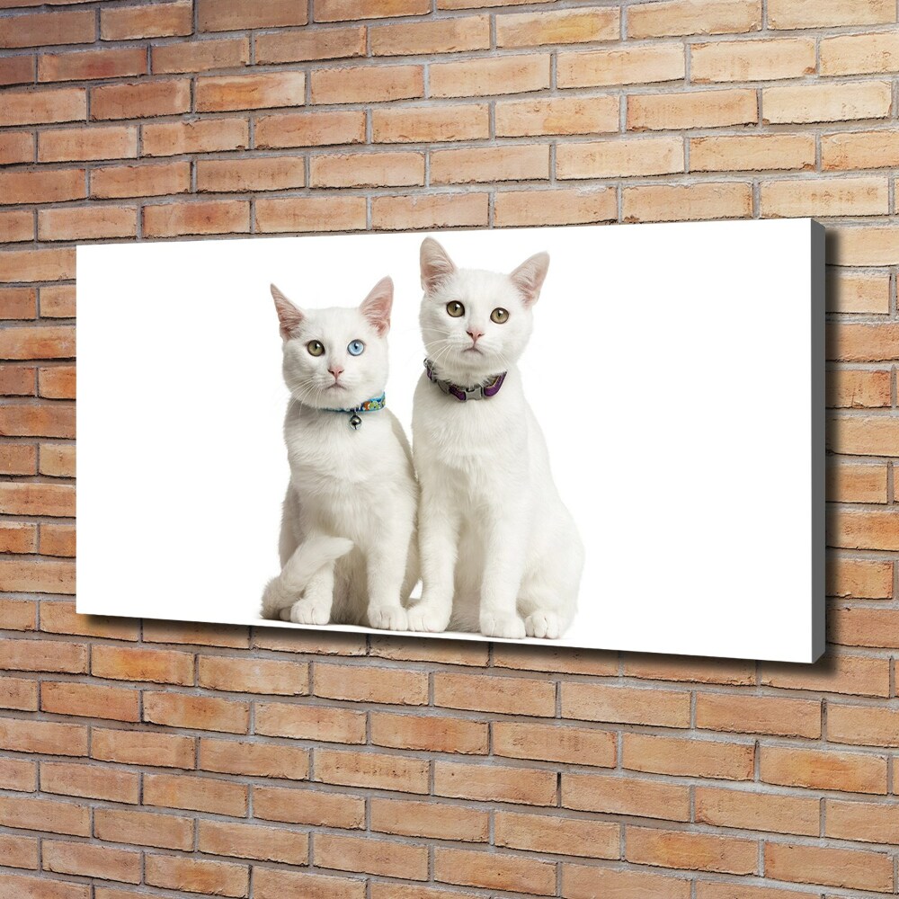 Canvas wall art White cats