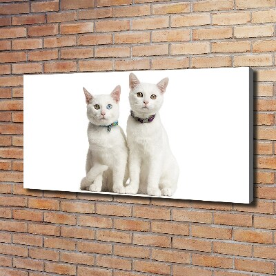 Canvas wall art White cats