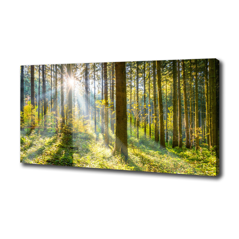 Canvas wall art Forest in the sun