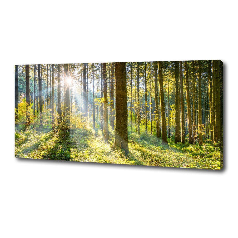 Canvas wall art Forest in the sun