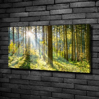 Canvas wall art Forest in the sun