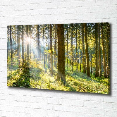 Canvas wall art Forest in the sun