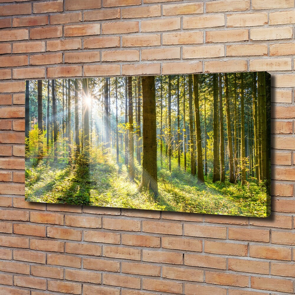 Canvas wall art Forest in the sun