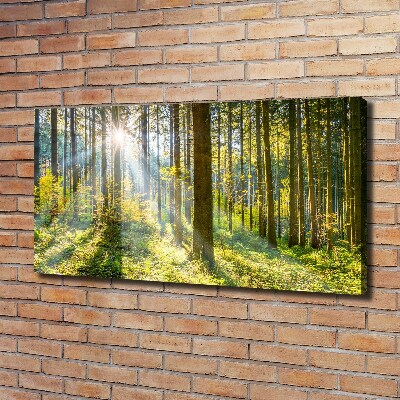 Canvas wall art Forest in the sun