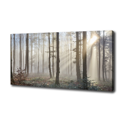 Fog in the forest