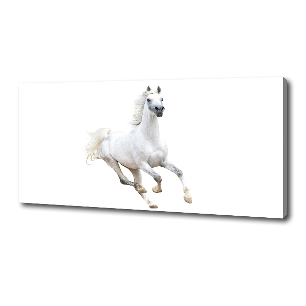 Canvas wall art White Arabic horse