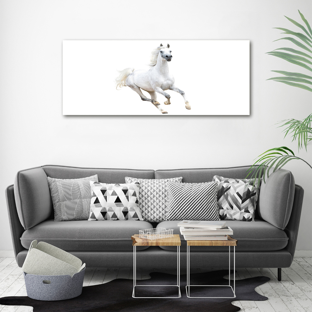 Canvas wall art White Arabic horse