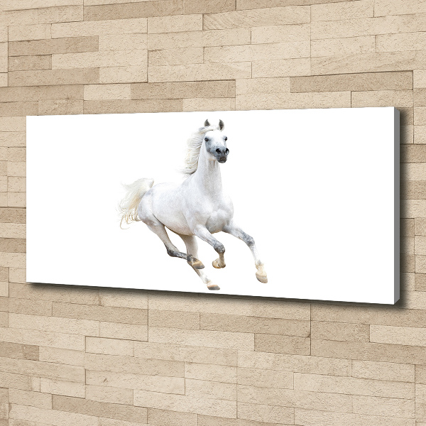 Canvas wall art White Arabic horse