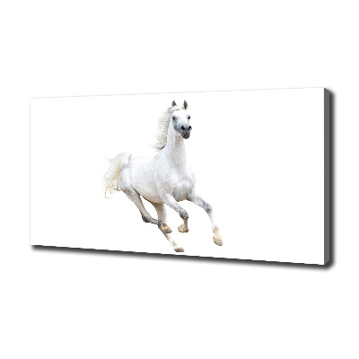 Canvas wall art White Arabic horse