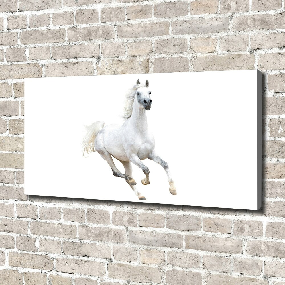 Canvas wall art White Arabic horse